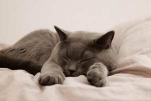 腰痛に良いベッドの選び方とおすすめは？